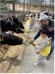 단체 (30명 이상) 체험학습 - 치즈 만들기 체험, 낙농체험, 피자 만들기 체험 : 바보아빠