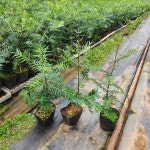 비자나무 묘목 실생 3년생 포트묘 기념수 조경수 정원수 키우기 : 해남본초농장