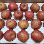 공부밤 부여밤 깐밤 알밤 1kg, 병학농장 : 이병학교수의 싹다팔어