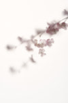 이스턴팰리스어린이집 : Aroneeds