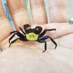 엘로우 아이 뱀파이어 크랩 : 드림 아쿠아