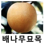 배나무 묘목 화산 접목1년 3주묶음 : 언니농원