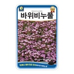 바위비누풀씨앗 100립 꽃씨 야생화씨 : 튼튼씨앗