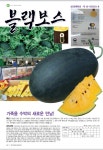 정품 블랙보스 수박 씨앗 / 블랙망고 수박 씨앗 : 우주씨드바이오