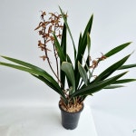 동양란 산천조 꽃3대이상  (향이 정말 진해요) : 조이플랜트