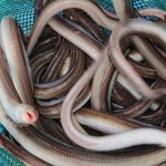 몸에좋은 보양식 통영 손질 바다장어 중형 대형 1kg : 앙피니떼