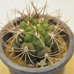 신천지선인장 키우기 쉬운 다육이 크라슐라속 인테리어 선물 세트 모음 실내인테리어식물 반 음지식물1-79 : P-K샵