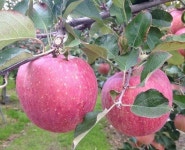 사과(미얀마부사 이중접묘) : 동이묘목농원