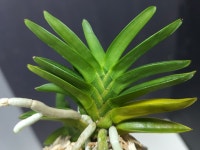 풍란 취선 : 보람난원 한국난 농업회사