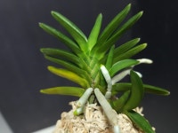 풍란 취선 : 보람난원 한국난 농업회사