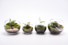 풀레뜨 이끼 테라리움 돔 유리 DIY 키트 비바리움 플랜테리어 돔형 : 풀레뜨