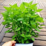 텃밭 방아잎모종 배초향 2년생 화분 허브식물 꽃모종 : 텃밭 농원