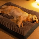 노견방석 대형견방석 웰시코기방석 고양이마약 펫쇼파 반려견 : 동동아띠