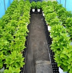 텃밭 방아잎모종 배초향 2년생 화분 허브식물 꽃모종 : 텃밭 농원