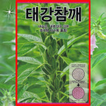 태강참깨 3000립 역병 입고병 위조병 내습성에 강하고 수량성 높은 품종 그린하트바이오 : 농사왕마켓