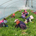 보미농장 호박고구마 꿀고구마 5kg/10kg : 익산시 마을전자상거래지원단