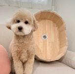 강아지편백욕조 강아지히노끼욕조 반려견 목욕탕 고양이 스파 애견목욕 : 버팀목공방