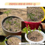 26년 금산 개갑 인삼씨앗 10g /종자업등록/ 직접개갑시킨 개갑씨앗 : 영양팡팡