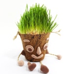 유치원 보리 새싹 식물키우기키트 어린이집 초등학교 꽃씨앗 텃밭 야채모종 꽃 : 러블리봄날