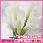 마제련 백색 운남 두남 생화기지 직발 곤명 화훼시장 진화꽃수양혼례 : 빈드다레