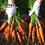 [아삭! 아삭!] 국산 제주 구좌 당근 제주도 흙당근 햇당근 즙용 쥬스용 중 상 특 2kg 3kg 5kg : 휴고몰