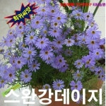 브라키컴 블루스타 스완강데이지 25립 씨앗 구근 모종 꽃씨 봄 여름 가을 겨울 희귀 심는꽃 야생화 : 그린엘리펀트