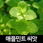 gr애플민트 씨앗 허브씨앗 허브씨 식물 종자 씨 30알 : 녹색그린농산