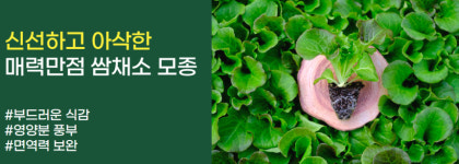 모종 : 파머씨드