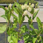 묘목/케팔란투스 버튼부시 파이버옵틱스 (네덜란드산)1.5ℓ포트 TD371 : 느티나무아래