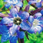 종자 1000립 야생화 정원 꽃 꽃씨 씨앗 재래 용담 : SJ늘봄