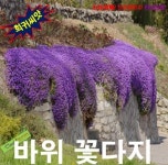 바위꽃다지 퍼플 15립 씨앗 구근 모종 꽃씨 봄 여름 가을 겨울 희귀 심는꽃 야생화 : 그린엘리펀트