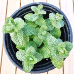 화훼농장 식물 키우기 얘플 공기청정 쉬운 민트 실내 : SJ늘봄