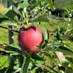 사과 묘목 이중대 감홍 사과묘목 M26 대목 3년생 : 나무아지야농원