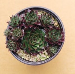 밀라야 바위솔 sempervivum 용설TV 인테리어 다육식물 가든 월동 : 용설 바위솔