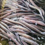 국내산 통영 손질 바다 장어 1kg 붕장어 아나고 구이 덮밥 탕 : 발품이 멈추는 곳