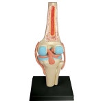 해부 모형 인체 신체 장기 구조 교육용 전시용 4D 마스터 교육 조립 장난감 인간의 무릎 관절 기관 해부학 모델  교육 DIY 과학 대중화... 