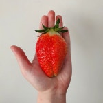 코스트코 킹스베리 킹스베리딸기 대왕딸기 : 에덴푸룻