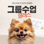 그룹수업 클래스 : 펫트