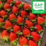 설향딸기 생딸기 설향 생 딸기 500g : 트리플베리삼남매딸기농장