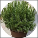 로즈마리/로즈메리/허브화분/중대형/개업/집들이/30cm/향기식물 : 행복한정원