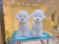 3종 비숑프리제 비숑위그털  비숑견체용 전신위그 도그위그 무료배송 : 애견용품시장