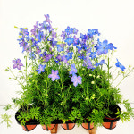 에덴플랜트 델피늄 지름10cm포트 꽃식물 야생화 화단 마당 하늘하늘한 수형은 출하에 따라 차이가 있습니다 : 에덴플랜트