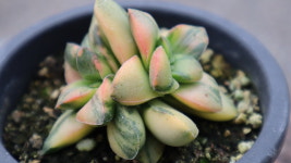 묵은 신동금자연군생 다육이금 키우기쉬운 다육식물 : 햇살네다육마을