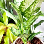 와이키키농장 디펜바키아 쿨뷰티 반음지 토분 세트 카페 감성 공기정화 식물 플랜테리어 : 와이키키 농장