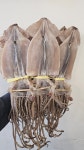 마른오징어 2마리 2.0kg 사이즈 동해산 짜지않고 신선한오징어 : 삼부자네숏다리와뚱문어성남점