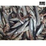 남해 미조 산지직송 손질 멸치 횟감(200g 2팩)+조림용(250g 2팩) 조림소스포함 밀키트 간편한 건강한 남해송정수산 : 남해송정 차부집-구판장