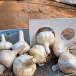 홍산마늘 5kg 프리미엄 퀄리티 보장 : 고장의 맛