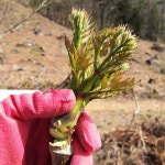 백운산 야생 참 두릅 자연산 산 두룹 500g : 한들농장