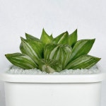 하월시아 옵투사금 : 음지에서 잘 자라는 강한 생명력의 식물 2902 : 아프리카식물-사바나농장