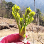 백운산 야생 참 두릅 자연산 산 두룹 500g : 한들농장